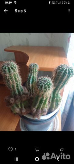 Отдам бесплатно комнатные цветы