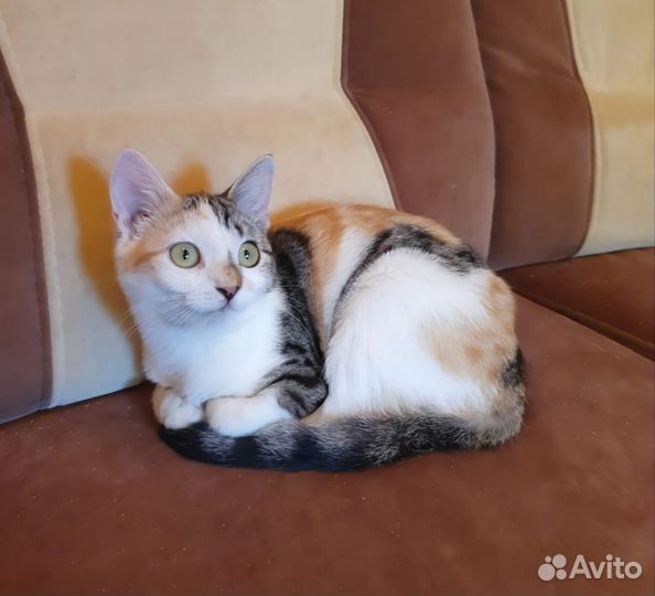 Кошечка Ляля в добрые руки