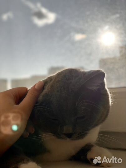 Кошка в дар