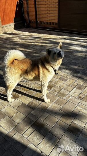 Тротуарная плитка и поребрик