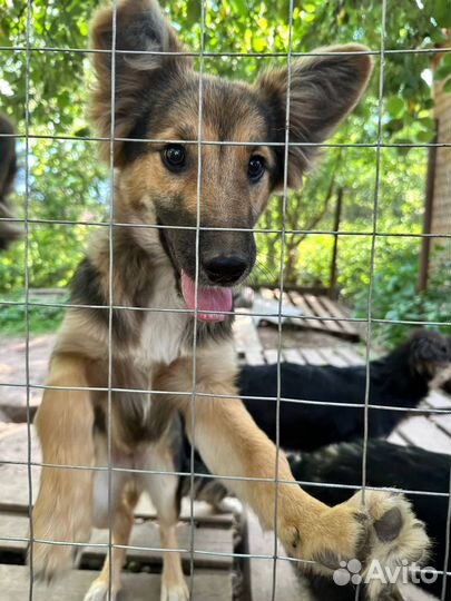 Метис немецкой овчарки