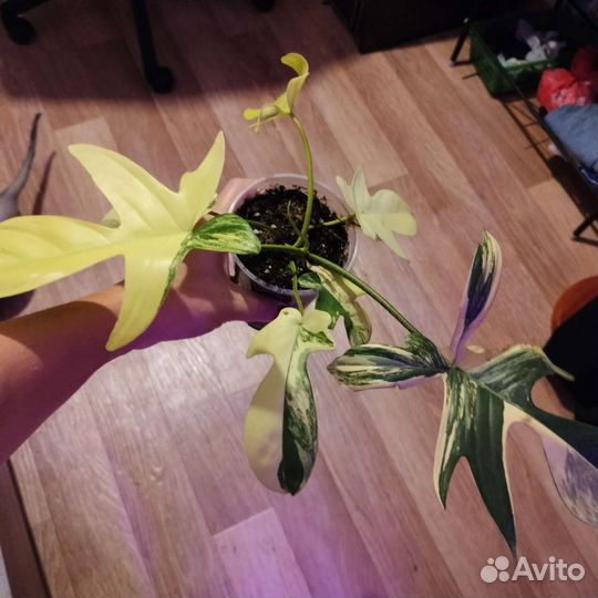 Филодендрон маска вариегатная