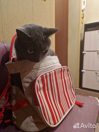 Рюкзак-переноска для кошек и собак
