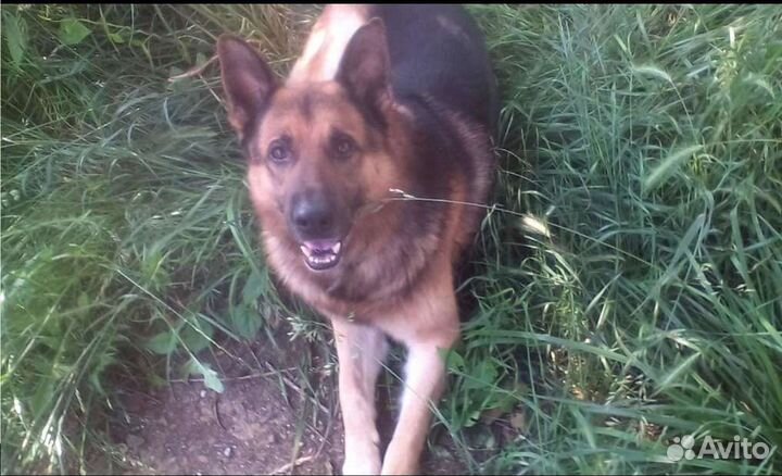 Собака Немецкая Овчарка в добрые руки