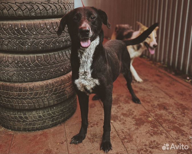 Собака в добрые руки