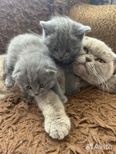 Котята от шотландскай кошки