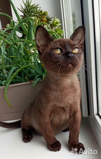 Бурма с документами