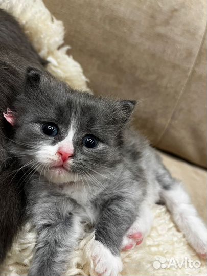 Отдаю в добрые, любящие руки котенка, девочку