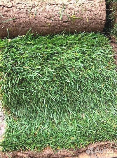 Рулонный газон