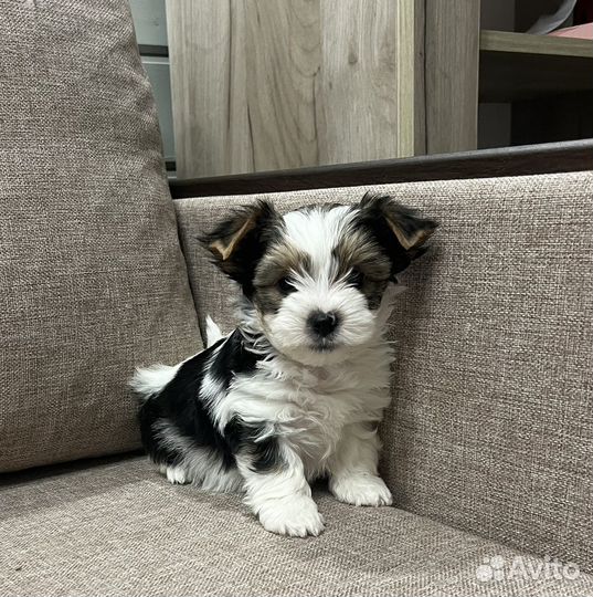 Мальчишки биверята