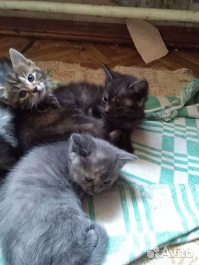 Отдам в добрые руки