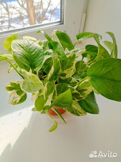 Эпипремнум