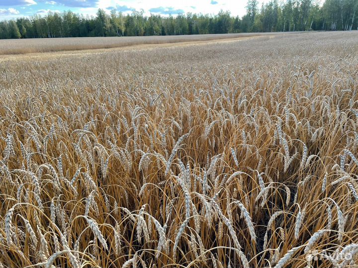 Зерно пшеница