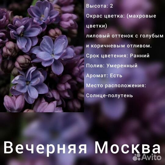 Саженцы сирени