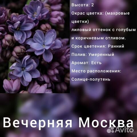 Саженцы сирени