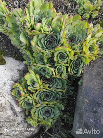 Каменная роза (молодило), очитки