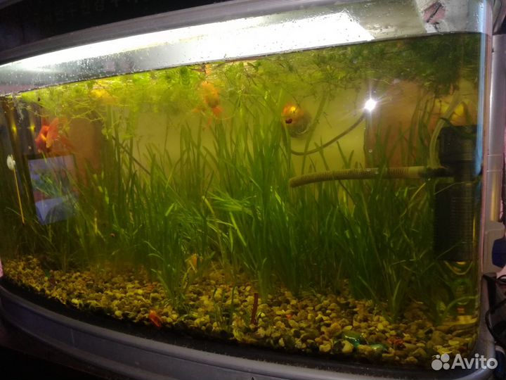 Аквариум