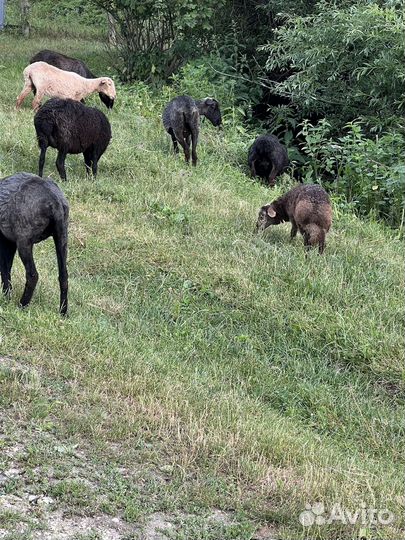 Барашки на шашлык или на развод