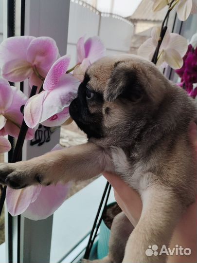 Щенки мопса