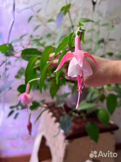 Фуксия, Оксалис