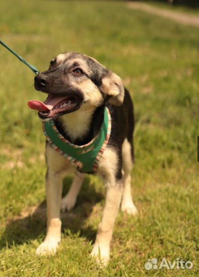 Щенки метис овчарки бесплатно