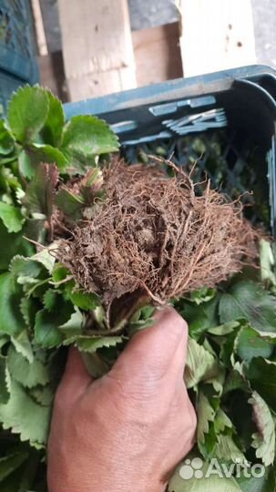 Саженцы клубники сорта Азия и Джоли