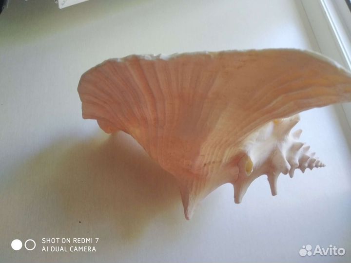 Раковина морская большая/ракушка