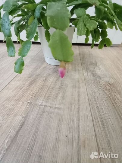 Декабрист цветок