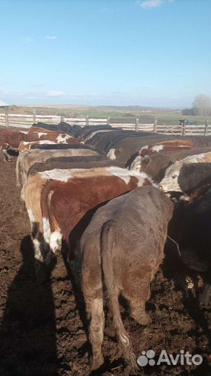 Бычки и Телки