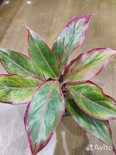 Аглаонема, филодендрон, ктенанта, пеперомия и др