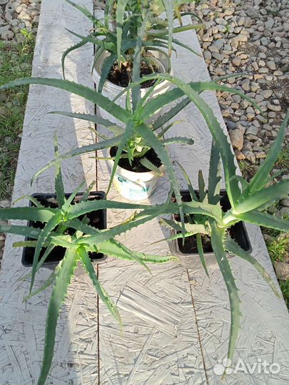 Алоэ лечебный