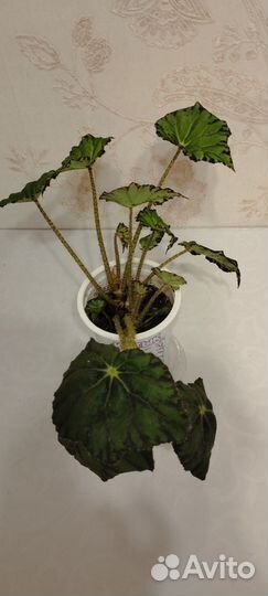 Бегония декоративно лиственная