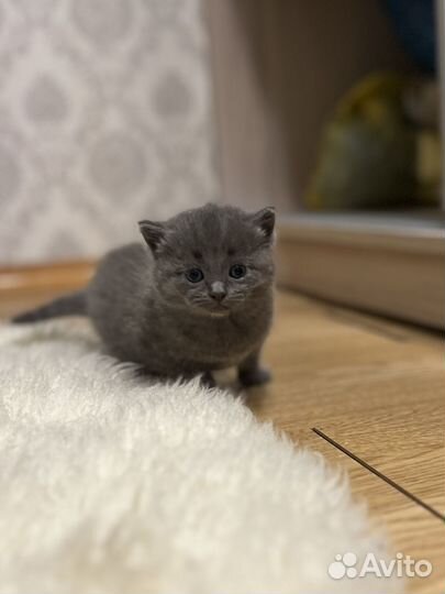 Британская