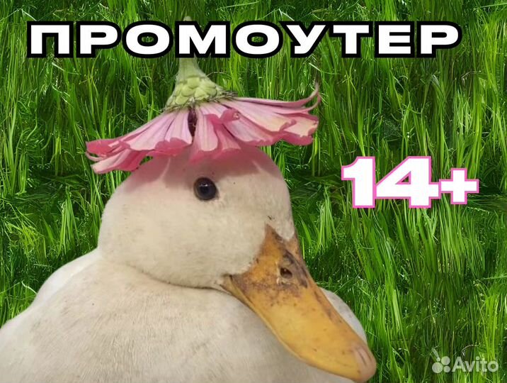 Работа промоутером со свободным графиком