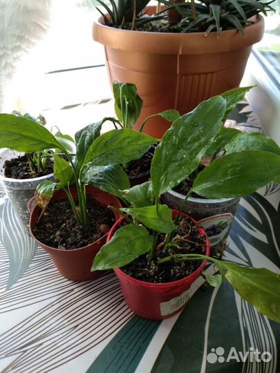 Спатифиллум