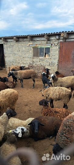 Овцы матки ягнята бараны