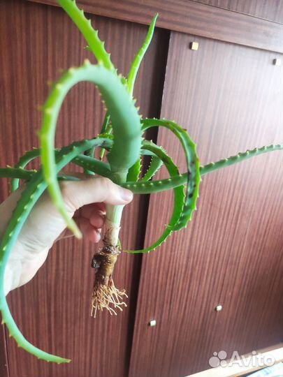 Алоэ лечебный