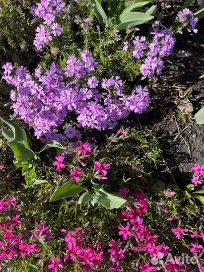 Флокс шиловидный и другие стелящиеся растения