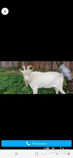 Козёл Зааненский для вязки