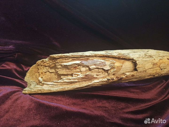 Бивень мамонта раскопки Новгородской области