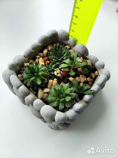 Живой подарок суккуленты