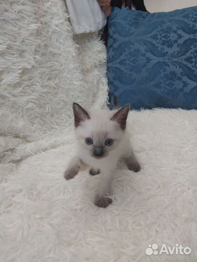 Тайские котята