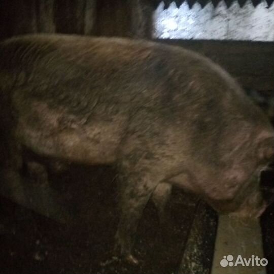 Хряк на племя