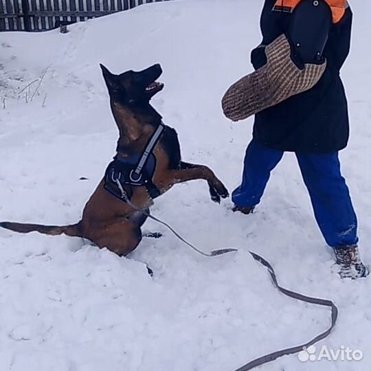 Дрессировка собак