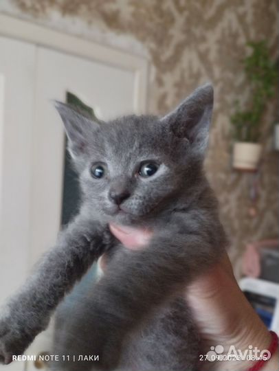 Котята сфинкс браш