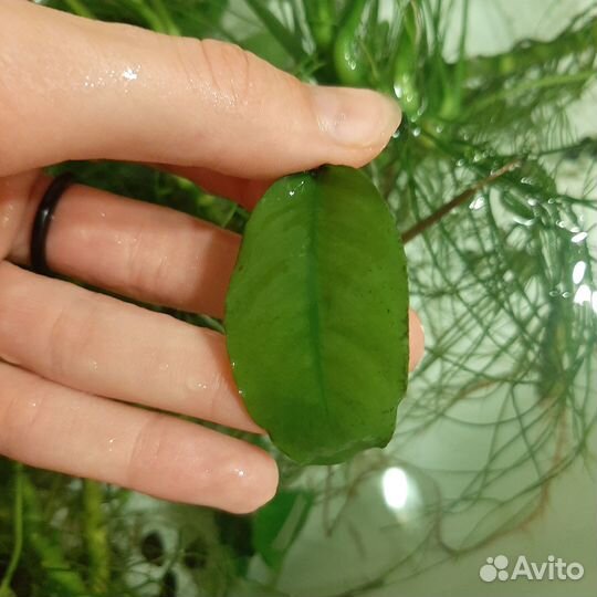 Водоросли для аквариума