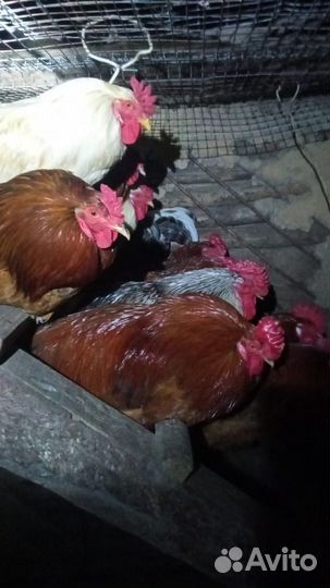 Молодые петухи
