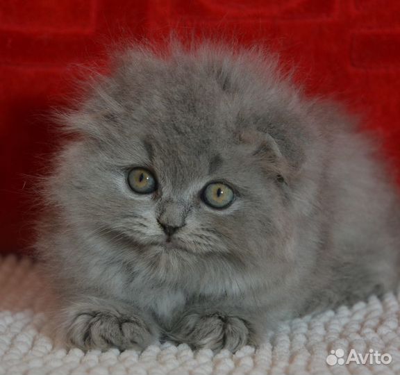 Хайленд голубой