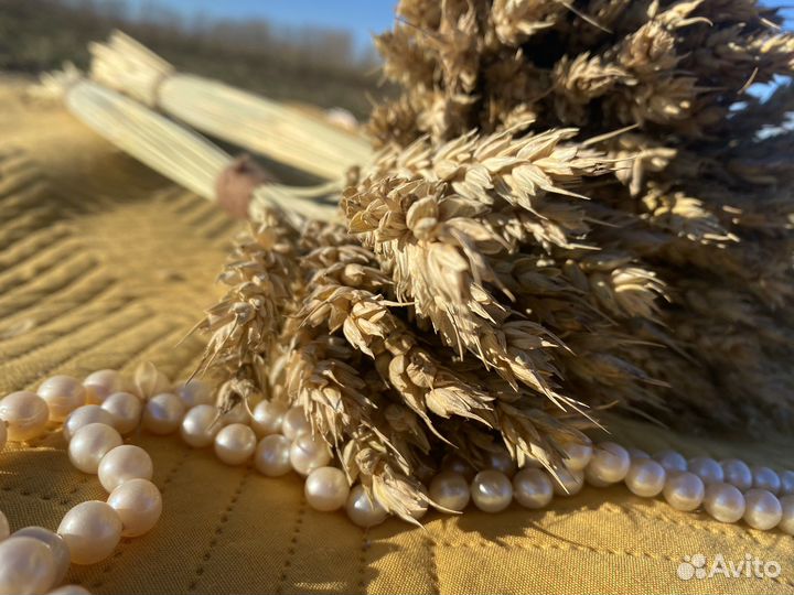 Колосья пшеницы