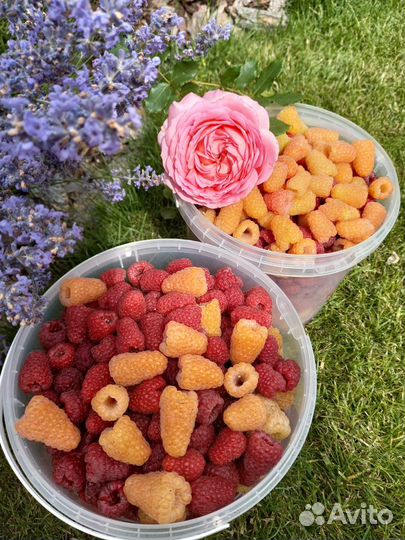 Ягоды малины